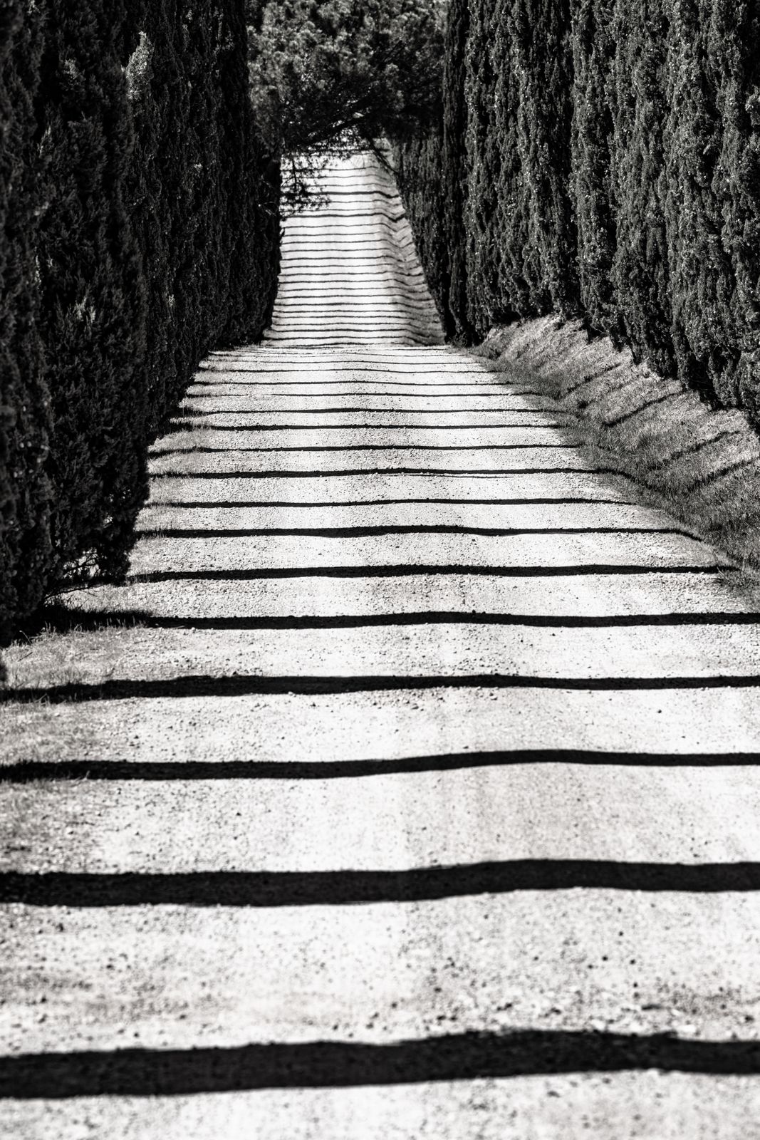 Eine schnurgerade Allee mit schlanken Zypressen in Schwarz-Weiß, minimalistisch fotografiert, klare Linienführung, ruhige Stimmung.