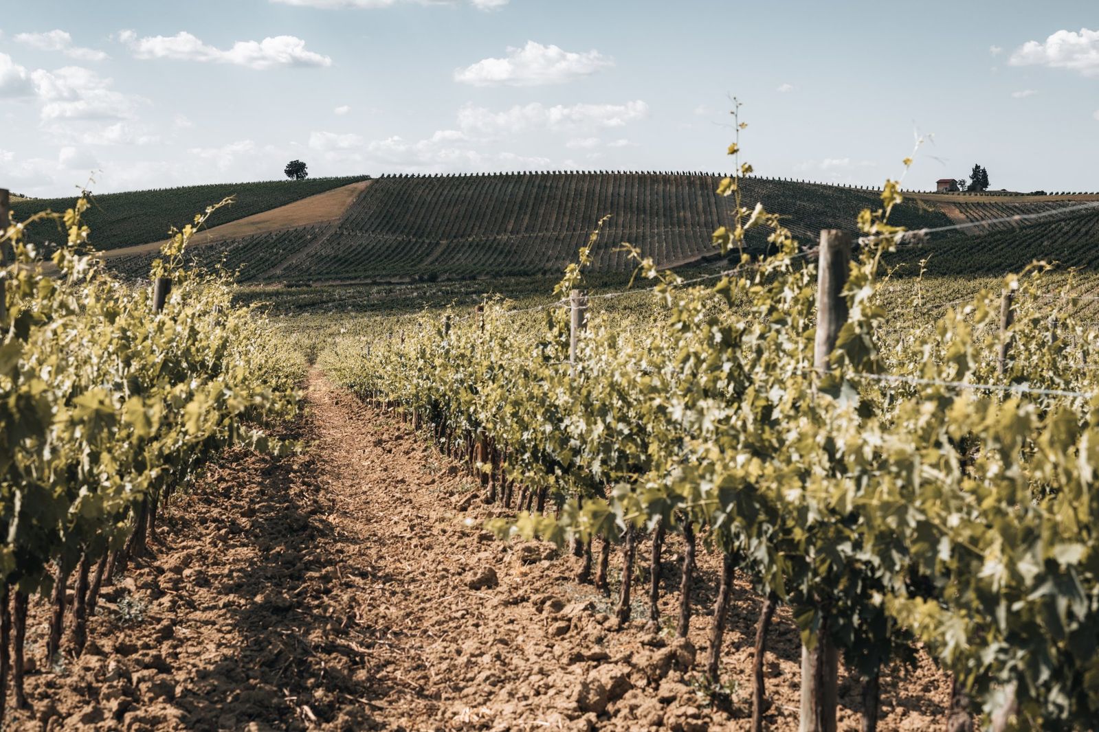 Sanfte Hügel der Toskana mit einem kunstvoll angelegten Weinberg im goldenen Licht des Spätnachmittags, realistisch und naturnah dargestellt.