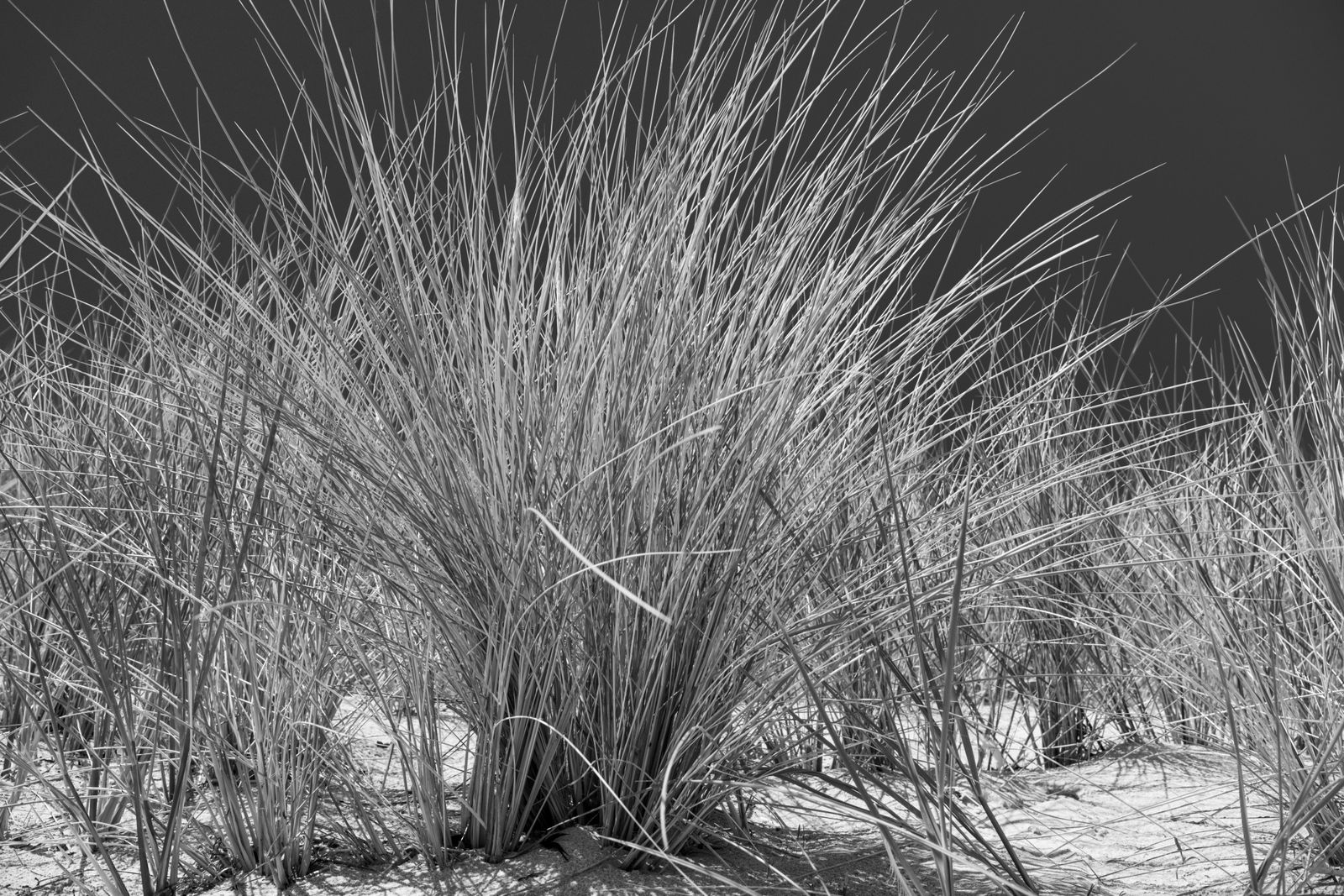 Feines Dünengras im Wind, minimalistisch in Schwarzweißfotografie festgehalten, mit klaren Linien und ruhiger Naturstimmung, aufgenommen in Prora.