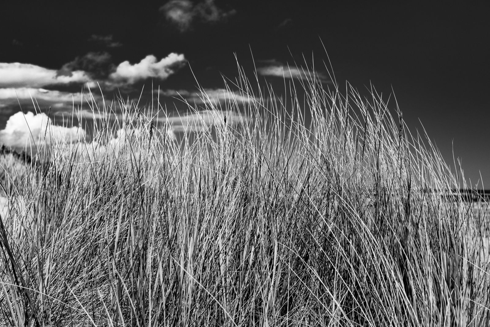 Sanft bewegtes Dünengras vor einer weitläufigen Wolkendecke am Himmel, aufgenommen an der Küste von Prora.