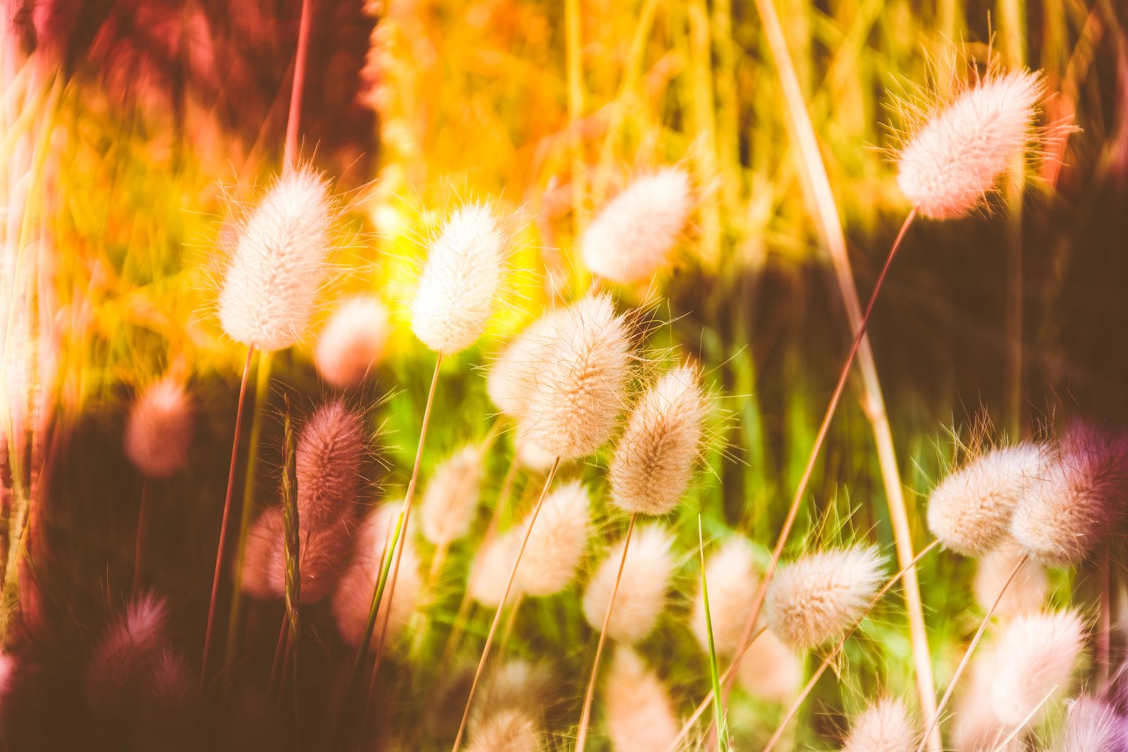 Zartes Wollgras wiegt sich im warmen Sommerlicht, feine Halme und Blüten leuchten in sanften, vielfältigen Farben vor natürlichem Hintergrund.