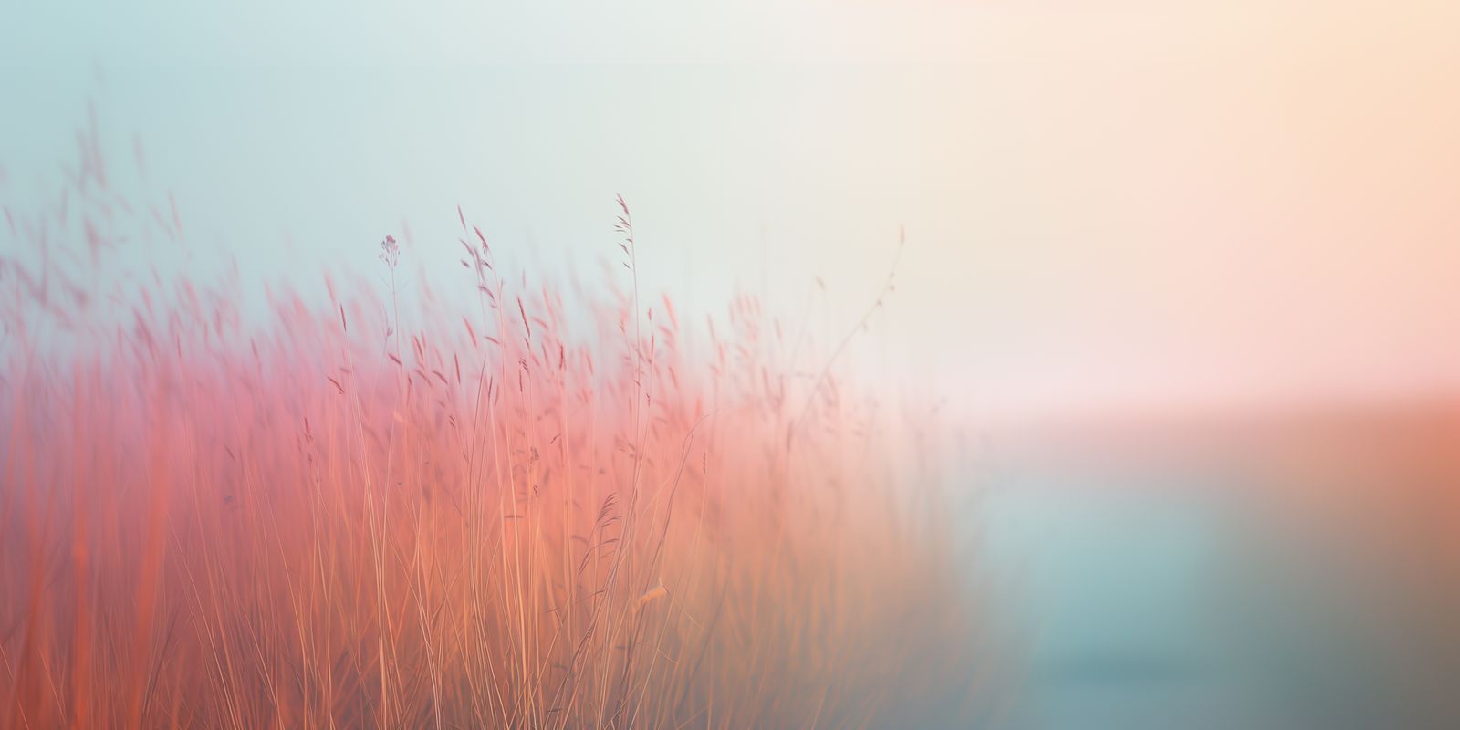 Filigranes, vielfältig gefärbtes Wiesengras leuchtet im sanften Morgenlicht als Panorama, minimalistisch und realistisch fotografiert.