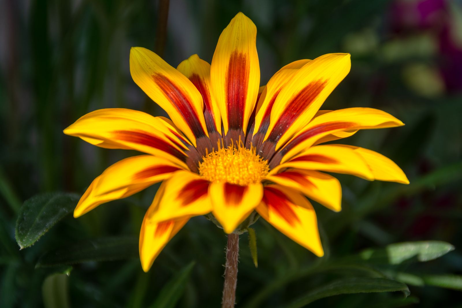Makroaufnahme einer Sonnenstrahl-Gazanie mit detailreicher, bunter Blüte im Fokus, lebendig und fröhlich fotografiert