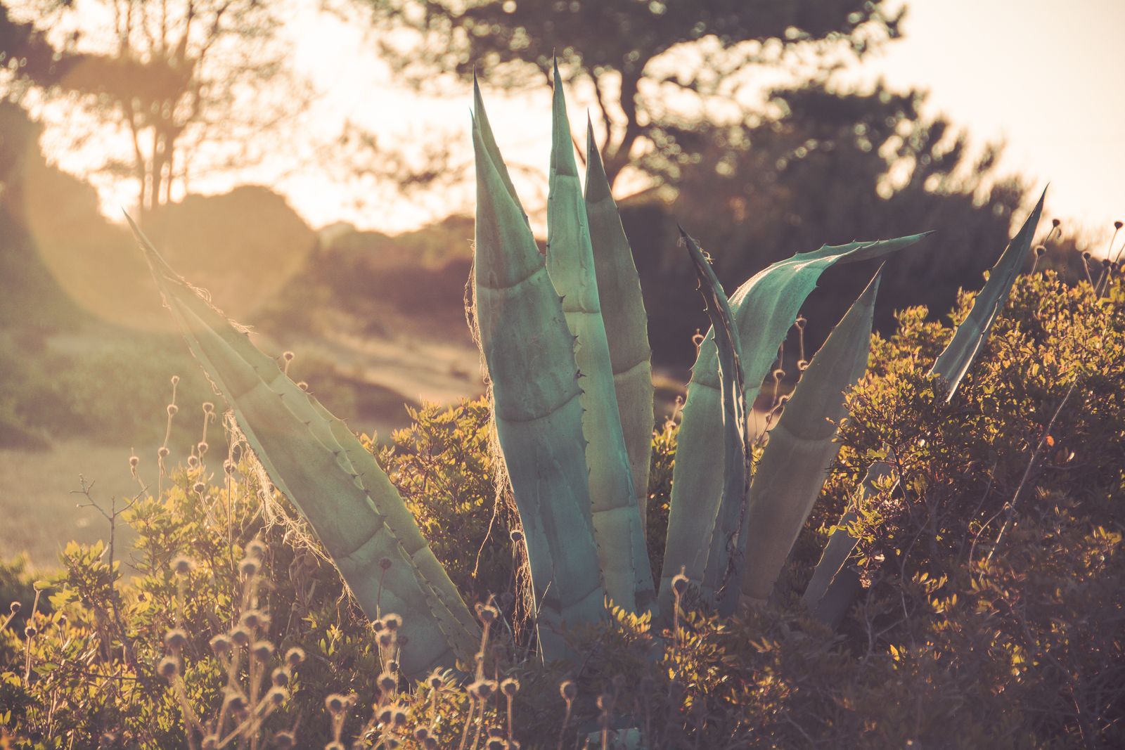 Kunstvoll fotografierte Agave mit weit ausladenden Blättern im warmen Abendlicht, aufgenommen in Sagres, Portugal, in ruhiger Atmosphäre.