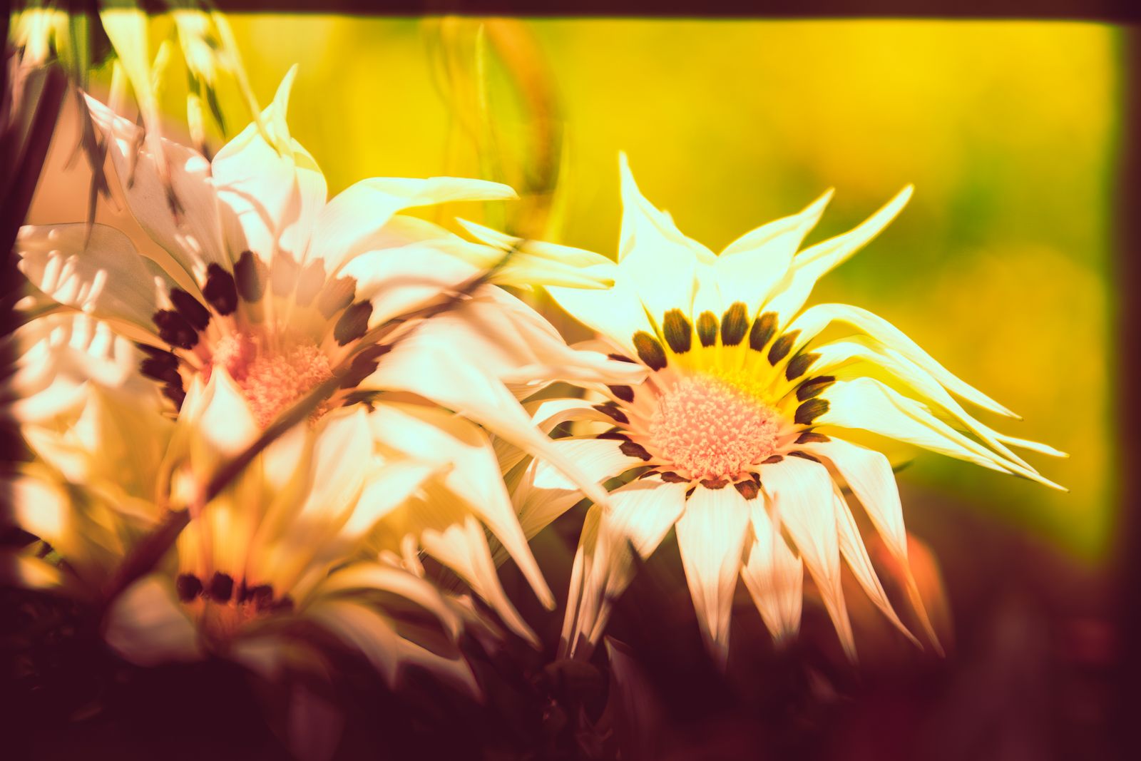 Makrofotografie von mehreren leuchtenden Gazanienblüten, die im warmen Sonnenlicht in intensiven Farben erstrahlen