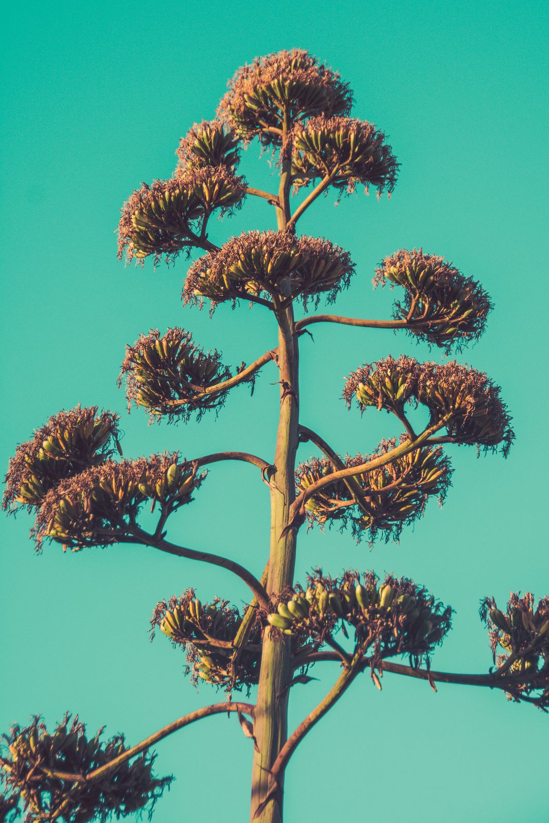 Eine einzelne Agavenblüte mit feinen Linien ragt vor einem sanft türkisfarbenen Himmel auf, minimalistisch und naturinspiriert fotografiert.
