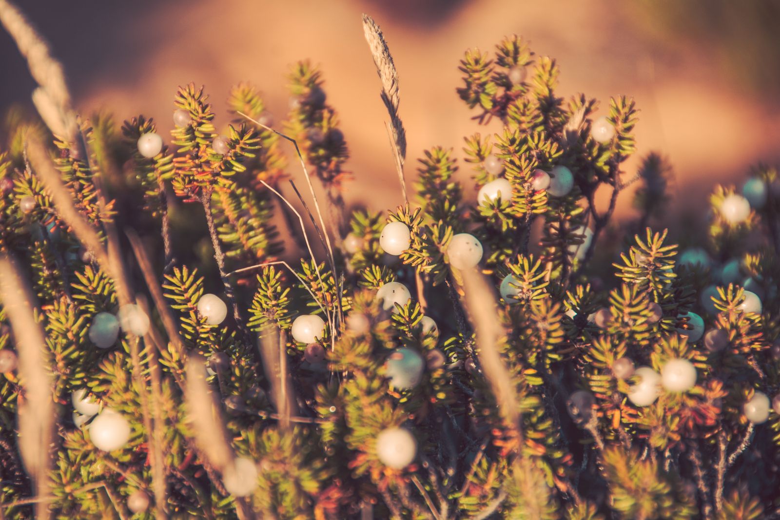Makroaufnahme von blauen Wacholderbeeren im sanften Abendlicht, umgeben von feinen Zweigen und natürlicher Vegetation in Sagres, Portugal