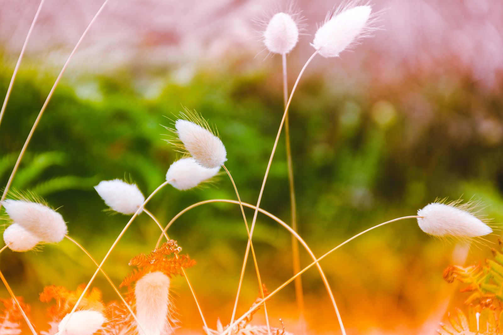 Feines, weißes Wollgras wiegt sich im sanften Sommerlicht vor natürlichem Hintergrund; minimalistische, zarte Naturfotografie