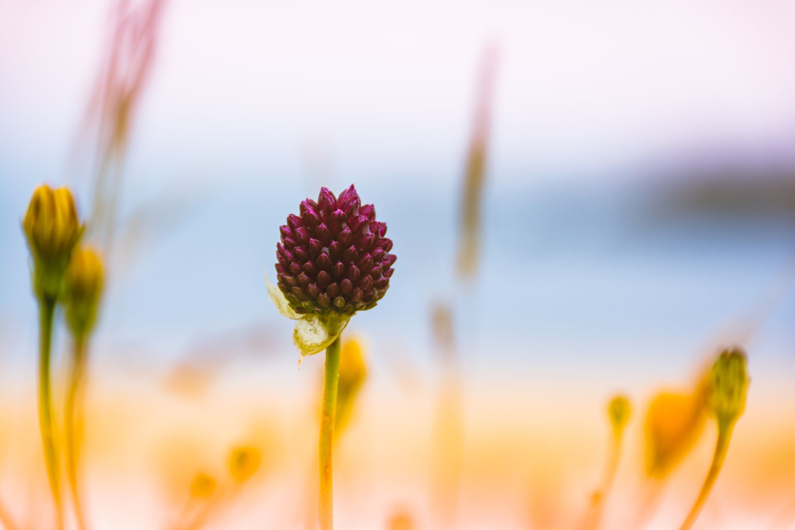 Makrofotografie einer einzelnen wilden Klee-Blüte im sanften Sommerlicht mit feinen Blättern und vielfältigen Farben, minimalistisch inszeniert.