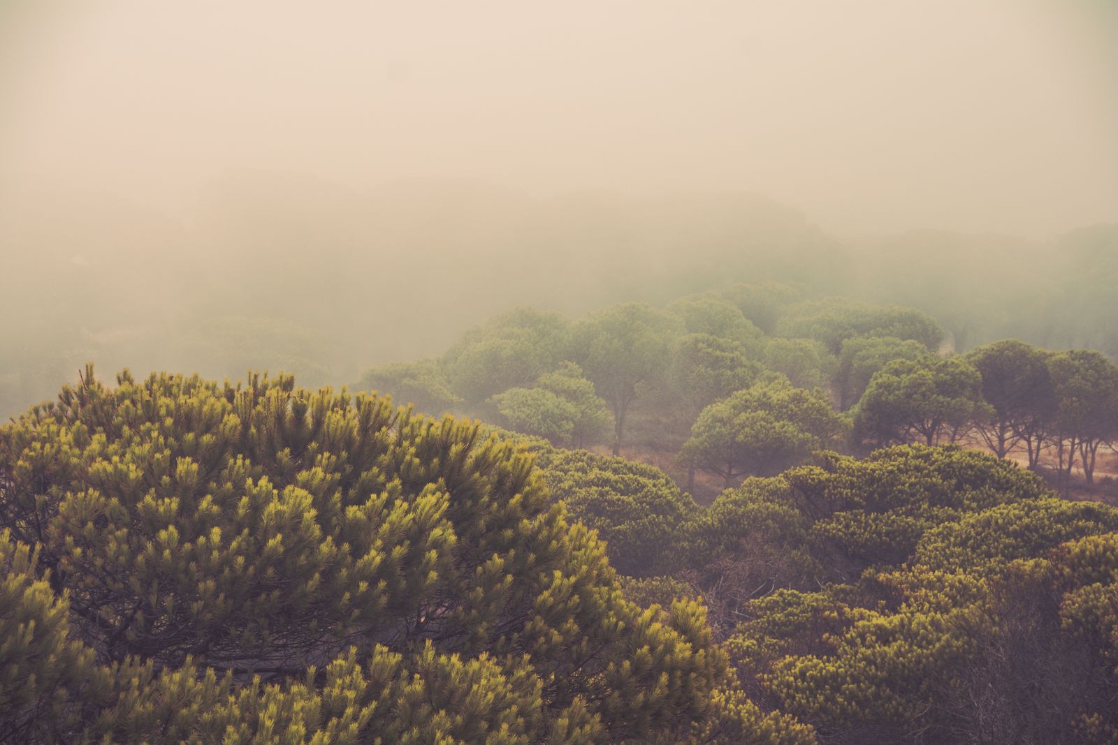 Ein dichter Pinienwald bei Olhos de Água, Portugal, im sanften Morgennebel mit hohen, schlanken Baumstämmen und ruhiger, mystischer Atmosphäre.