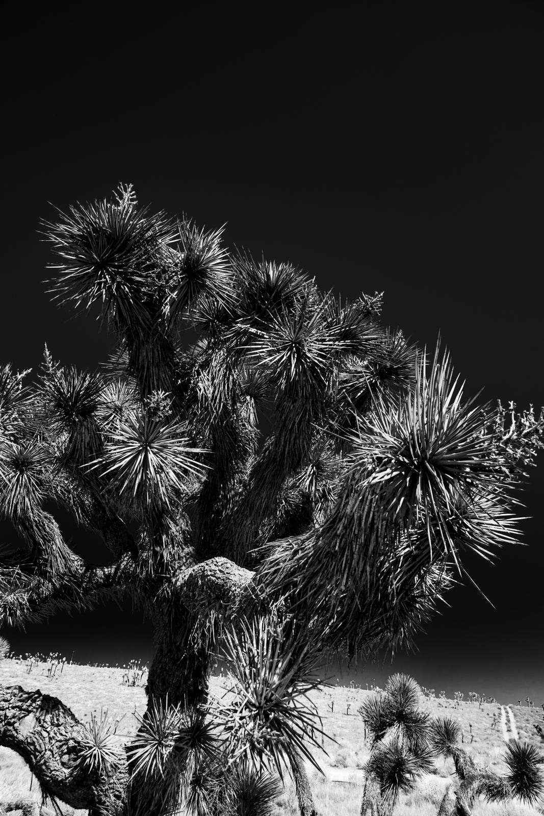 Schwarz-weißes Wandbild mit markantem Joshua Tree, dessen Äste sich kontrastreich vor einem weiten Himmel abheben.