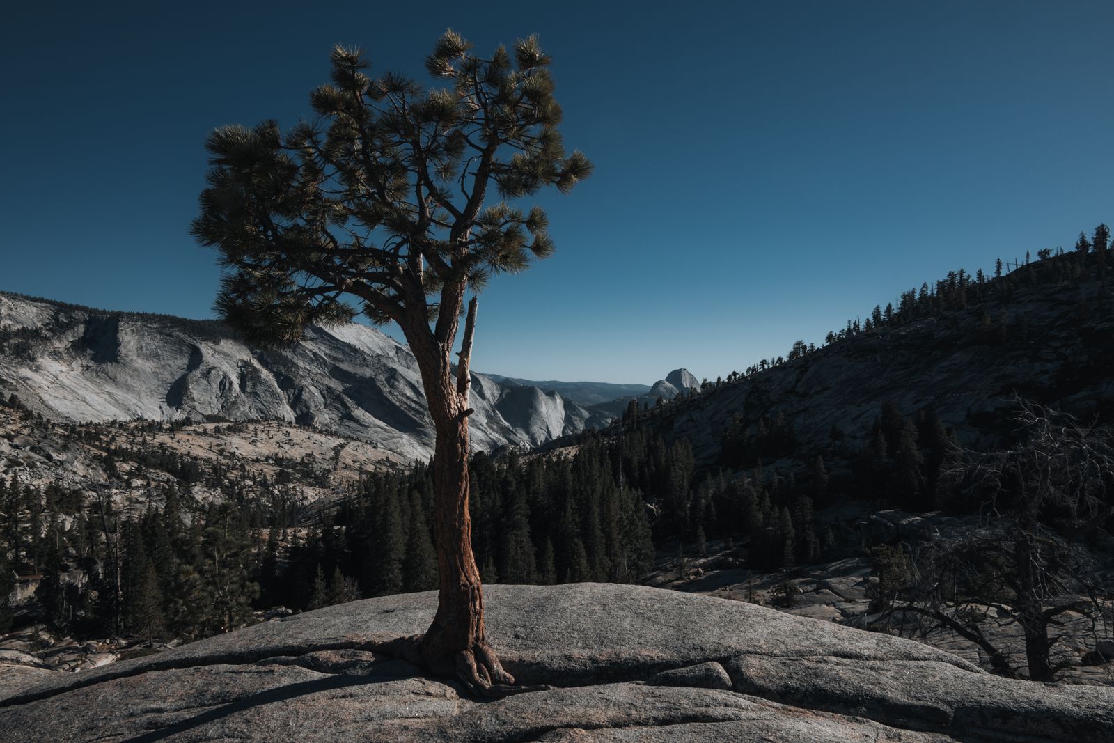 Eine imposante alte Kiefer ragt in einem weiten Panorama des Yosemite Nationalparks empor, umgeben von vielfältiger Natur und sanfter Lichtstimmung.