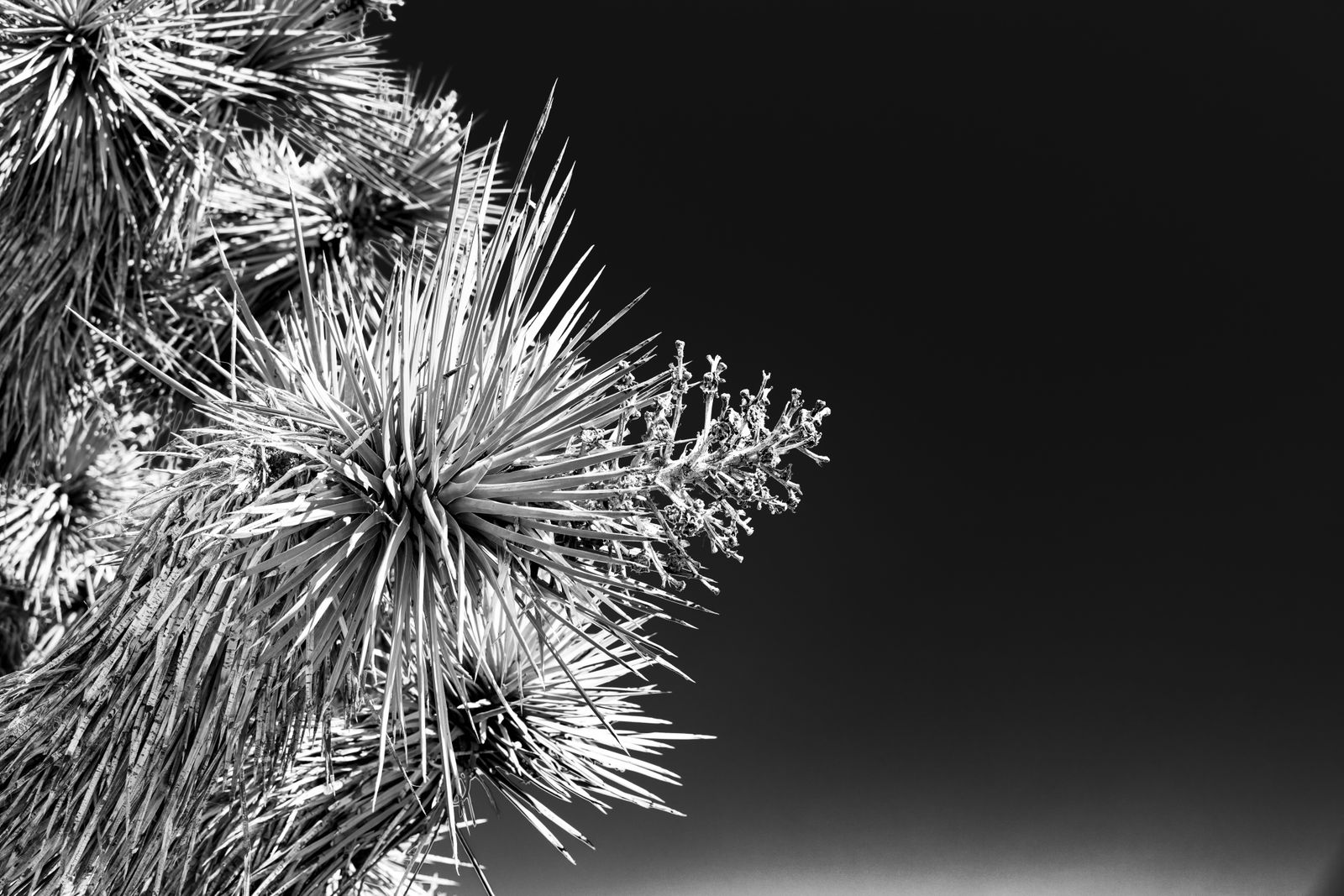 Schwarz-weißes Wandbild mit einem markanten Joshua Tree vor hellem Himmel, minimalistische und kontrastreiche Fotokunst.