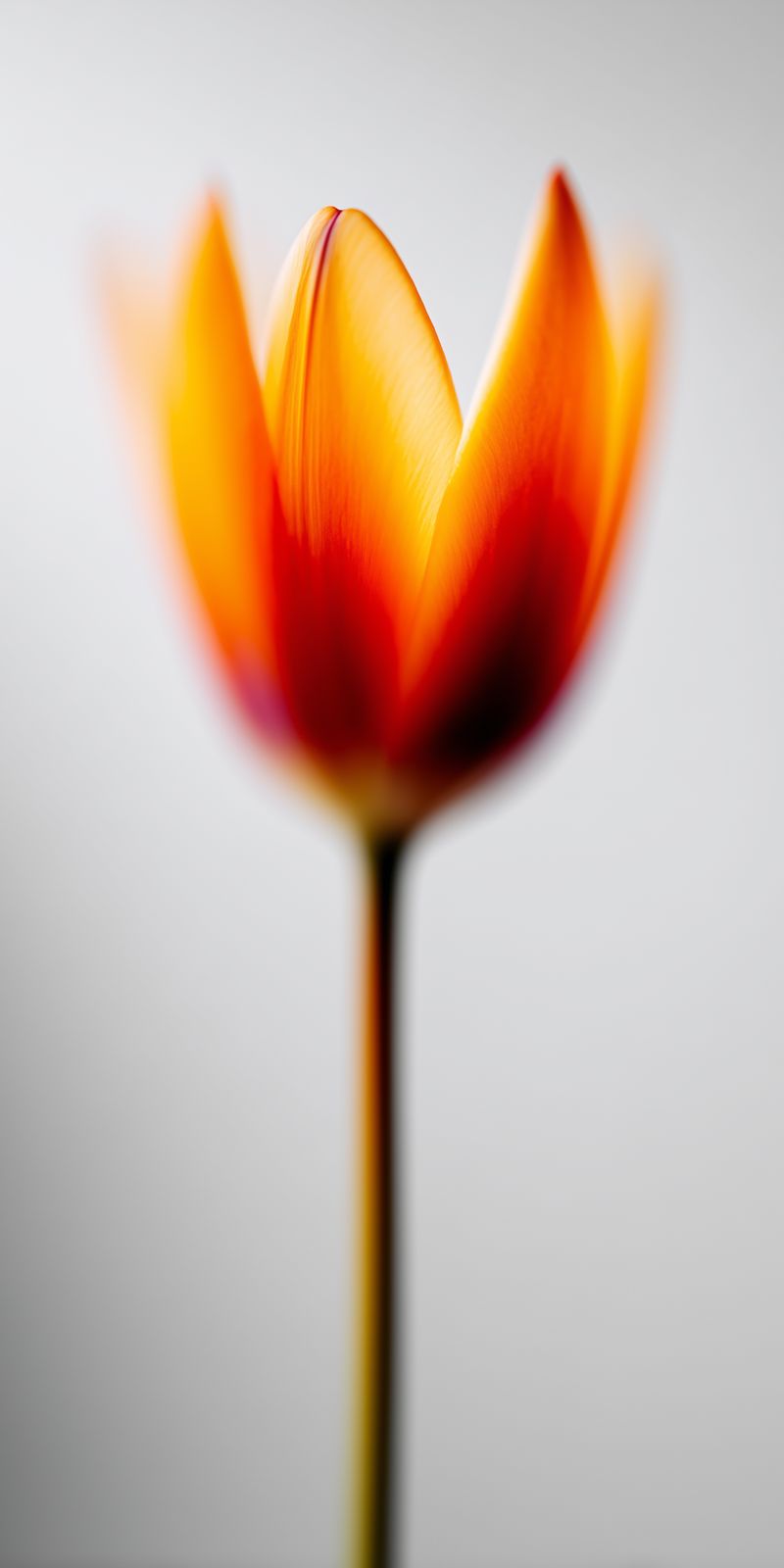 Eine einzelne, farbenfrohe Tulpenblüte im Fokus, minimalistisch und modern fotografiert vor unscharfem Hintergrund.
