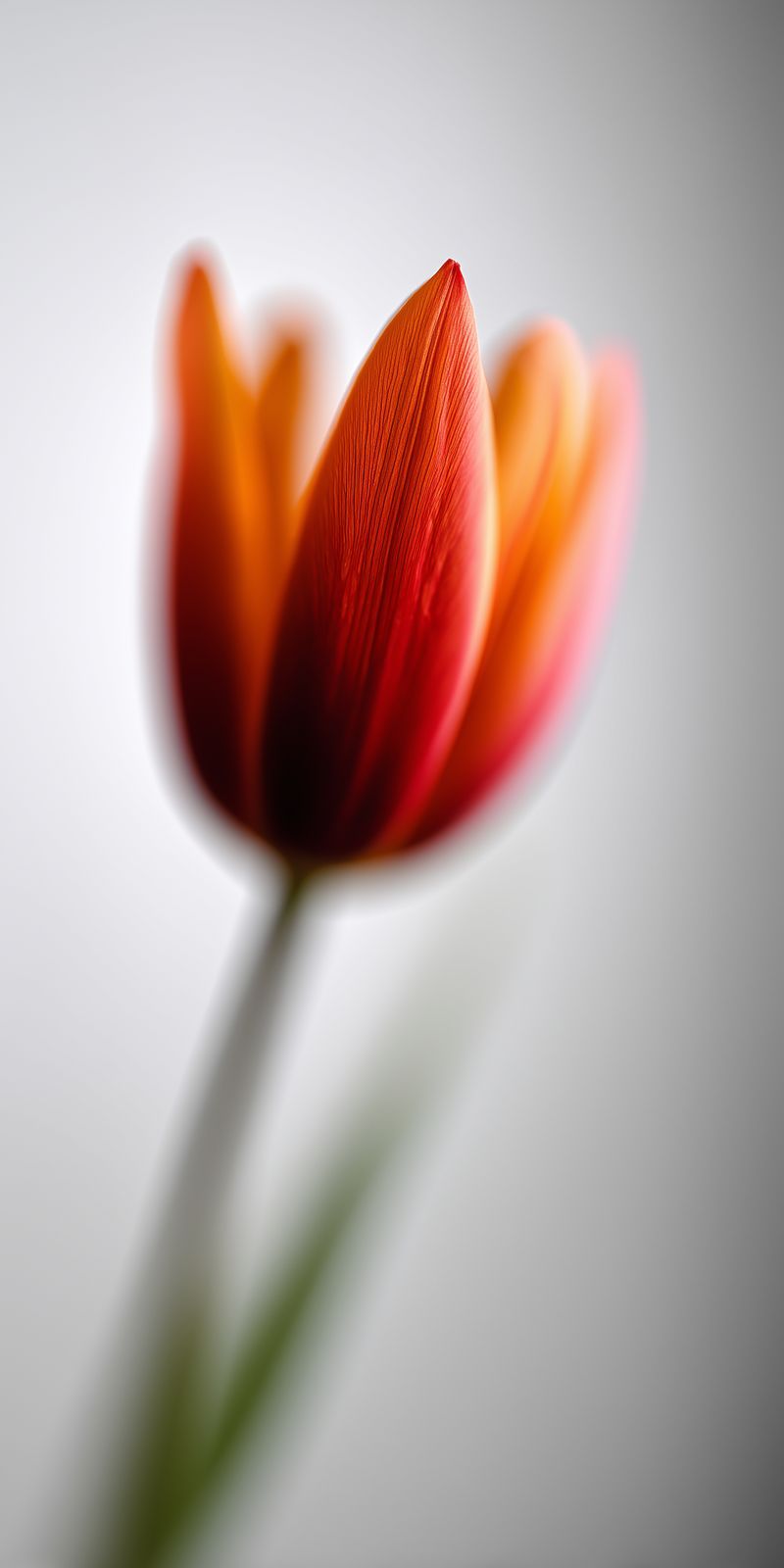 Makrofotografie einer zarten Tulpe mit feinem Blütenblatt im Fokus, minimalistisch und elegant in vielfältigen Farben