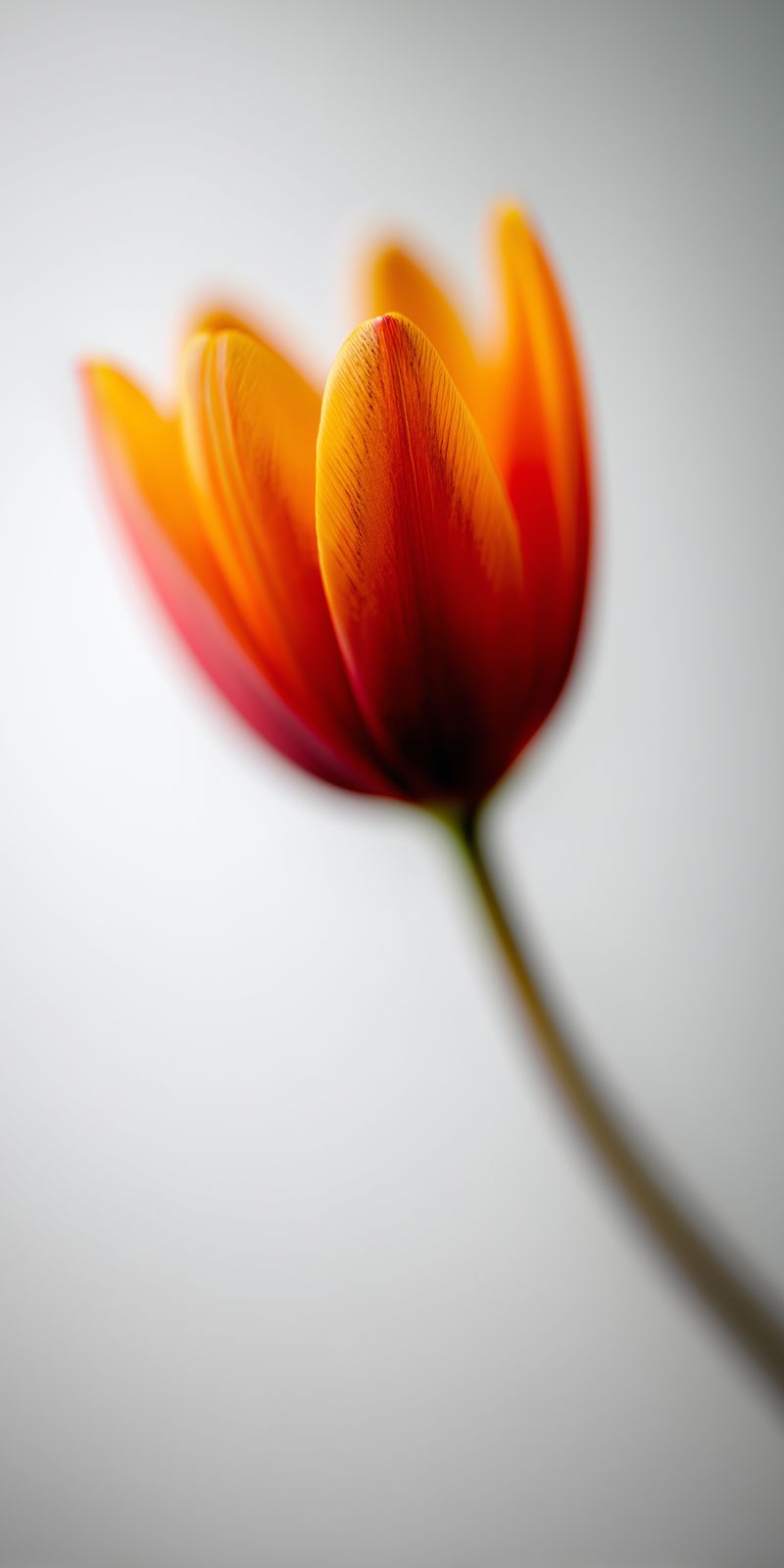 Eine einzelne Tulpe in sanften, vielfältigen Farben, minimalistisch und modern ins Licht gesetzt, mit feinen Strukturen und ruhiger Ausstrahlung