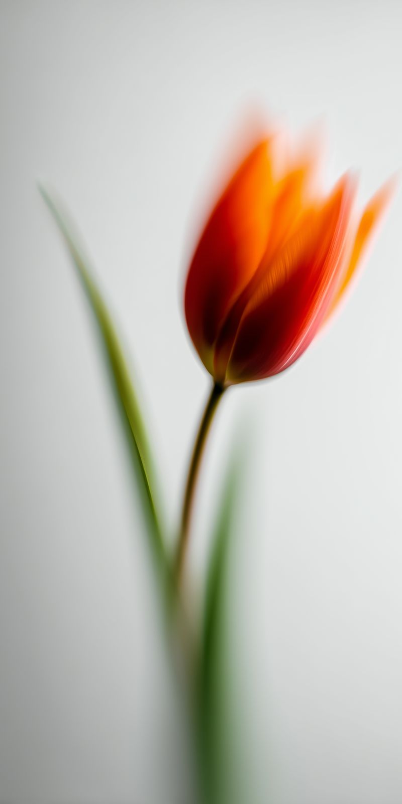 Eine einzelne, zarte Tulpe mit feinen Blütenblättern steht im Fokus vor ruhigem, minimalistischem Hintergrund.