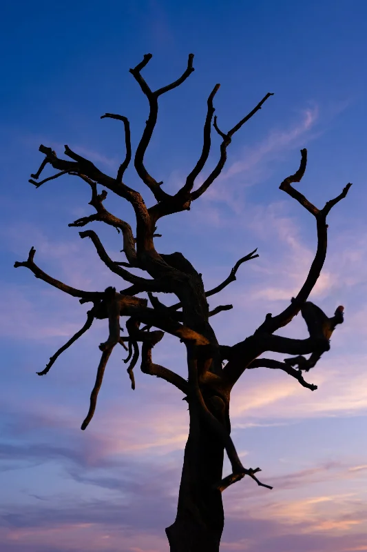 Silhouette eines verzweigten Baums vor einem vielfarbigen, sanft leuchtenden Abendhimmel in ruhiger, minimalistisch-natürlicher Stimmung